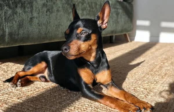 Mike-3, male young mixed breed for adoption at Animal Happyend, Animal Happyend
