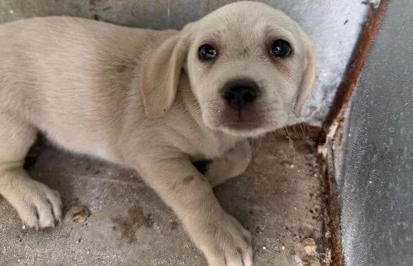 Mike-4, male puppy Mixed Breed for adoption at Animal Happyend, Animal Happyend