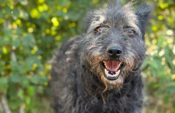 Miletta, female senior Mixed Breed for adoption at Animal Happyend, Animal Happyend