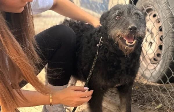 Miletta, female senior Mixed Breed for adoption at Animal Happyend, Animal Happyend