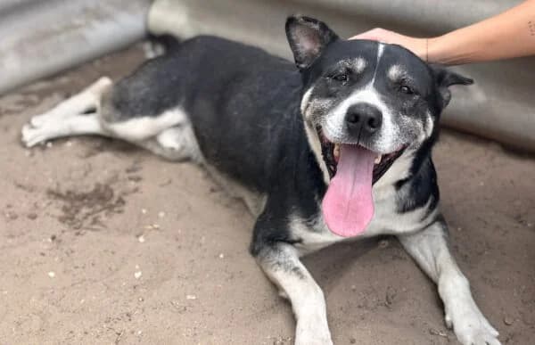 Mizso, male senior Mixed Breed for adoption at Animal Happyend, Animal Happyend