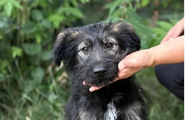 Moana, female puppy Mixed Breed for adoption at Animal Happyend, Animal Happyend