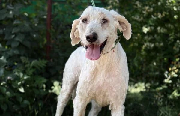 Morfeusz, male senior Komondor for adoption at Animal Happyend, Animal Happyend