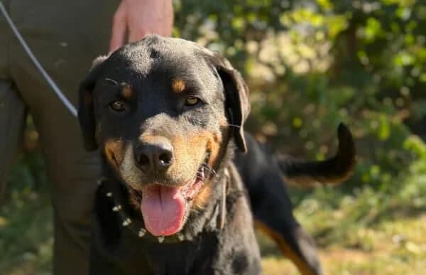 Muzafer, male 6yo Rottweiler for adoption at Animal Happyend, Animal Happyend