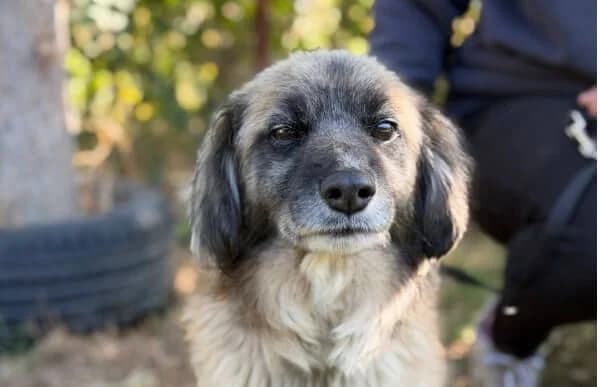 Nader, male senior Mixed Breed for adoption at Animal Happyend, Animal Happyend