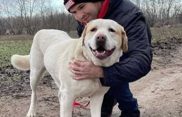 Norina-2, female 3yo mixed breed for adoption at Animal Happyend, Animal Happyend