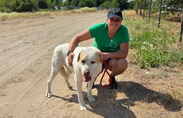 Norina-2, female 3yo mixed breed for adoption at Animal Happyend, Animal Happyend