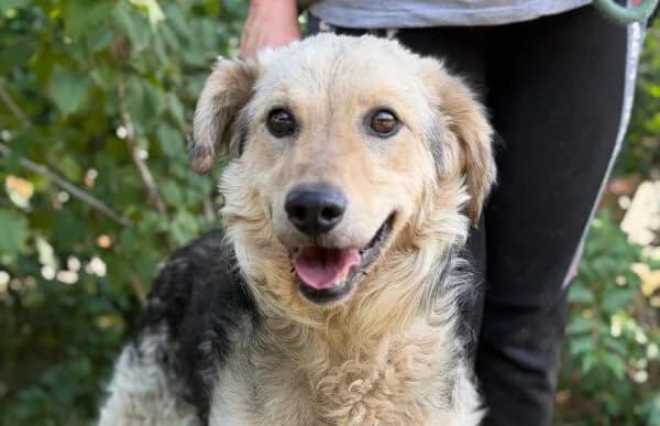 Norton, male senior Mixed Breed for adoption at Animal Happyend, Animal Happyend
