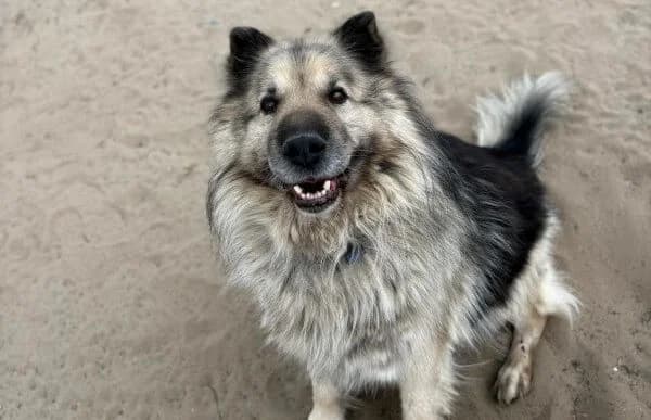 Oli-4, male senior mixed breed for adoption at Animal Happyend, Animal Happyend