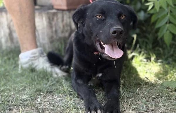 Orfeusz, male 5yo Mixed Breed for adoption at Animal Happyend, Animal Happyend