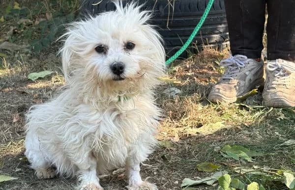Ozmin, male young Bichon Frisé for adoption at Animal Happyend, Animal Happyend