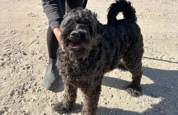 Pako-2, male 7yo Mixed Breed for adoption at Animal Happyend, Animal Happyend