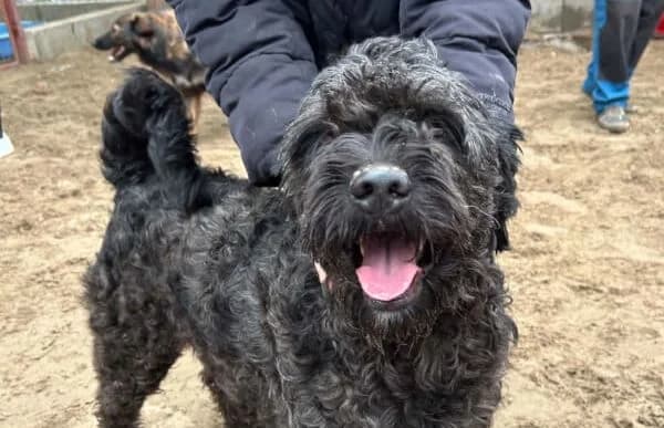 Pako-2, male 7yo Mixed Breed for adoption at Animal Happyend, Animal Happyend