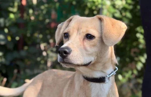 Palmer, male young Mixed Breed for adoption at Animal Happyend, Animal Happyend
