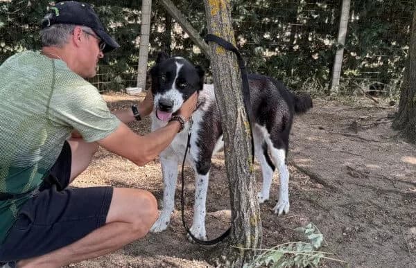 Pampinea, female 7yo mixed breed for adoption at Animal Happyend, Animal Happyend