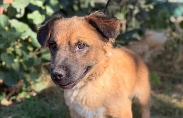 Penton, male 3yo Mixed Breed for adoption at Animal Happyend, Animal Happyend