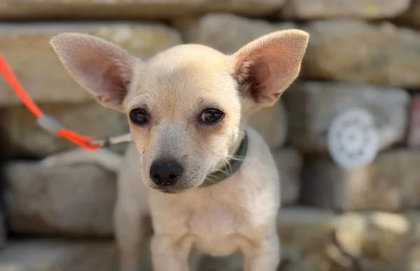 Pepsi-2, male puppy Mixed Breed for adoption at Animal Happyend, Animal Happyend