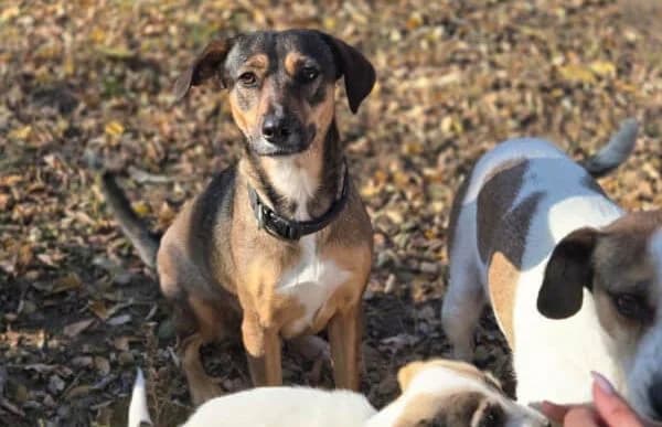 Pircsi-2, female 3yo Mixed Breed for adoption at Animal Happyend, Animal Happyend