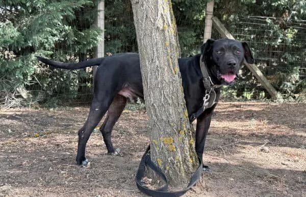Piton, male 6yo Rottweiler for adoption at Animal Happyend, Animal Happyend