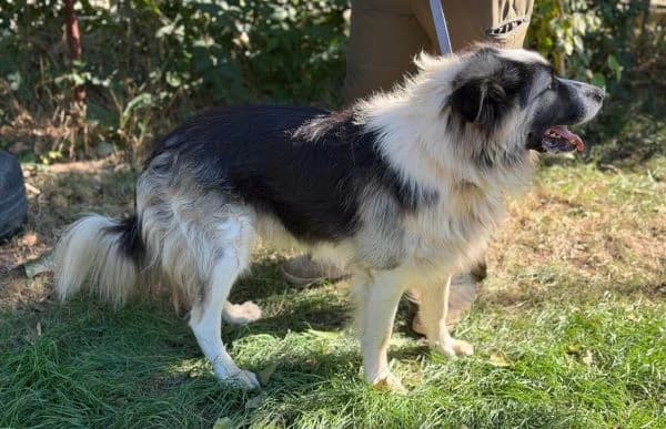 Pongor, male 3yo Mixed Breed for adoption at Animal Happyend, Animal Happyend