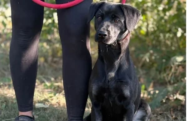 Pucor, female 3yo Mixed Breed for adoption at Animal Happyend, Animal Happyend