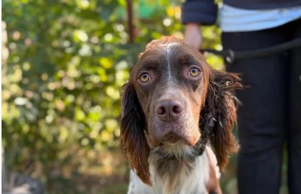 Rasid, male young mixed breed for adoption at Animal Happyend, Animal Happyend