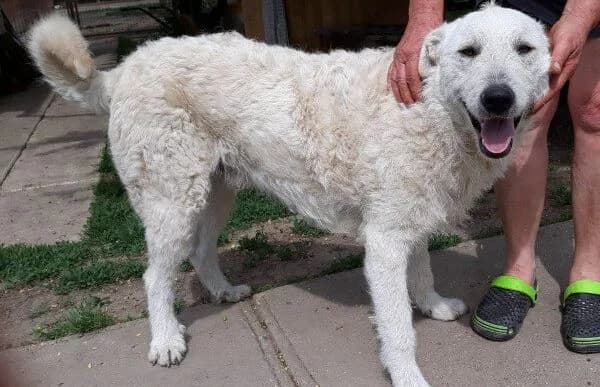 Regö, male 4yo Mixed Breed for adoption at Animal Happyend, Animal Happyend