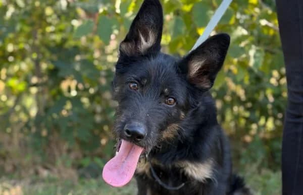 Reva, male young Mixed Breed for adoption at Animal Happyend, Animal Happyend