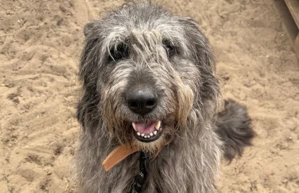 Robertin, female senior Mixed Breed for adoption at Animal Happyend, Animal Happyend