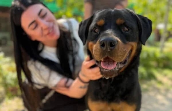 Rocky-14, male 7yo Rottweiler for adoption at Animal Happyend, Animal Happyend