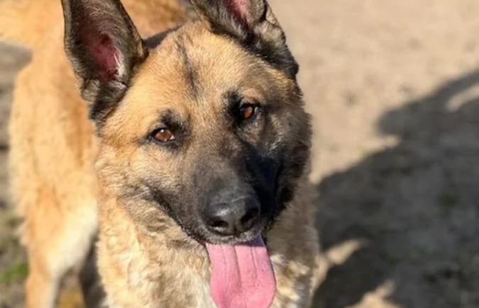 Rodeo-2, male senior Mixed Breed for adoption at Animal Happyend, Animal Happyend