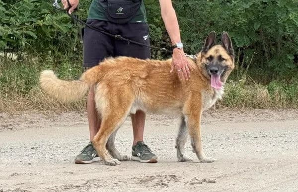 Rodeo-2, male senior Mixed Breed for adoption at Animal Happyend, Animal Happyend