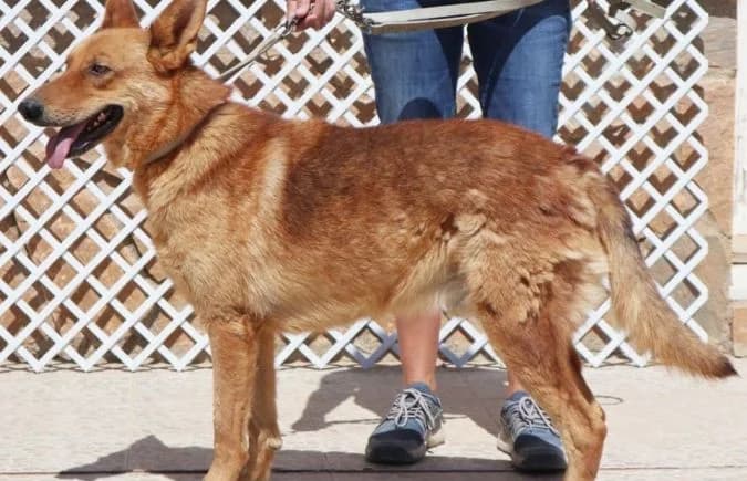 Romeo-10, male 4yo mixed breed for adoption at Animal Happyend, Animal Happyend