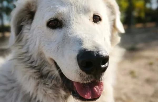 Rudi-9, male 6yo Kuvasz for adoption at Animal Happyend, Animal Happyend
