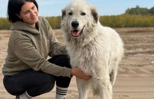 Rudi-9, male 6yo Kuvasz for adoption at Animal Happyend, Animal Happyend