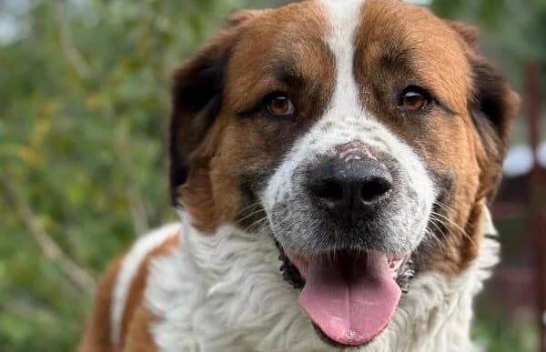 Ruslan, male 5yo mixed breed for adoption at Animal Happyend, Animal Happyend