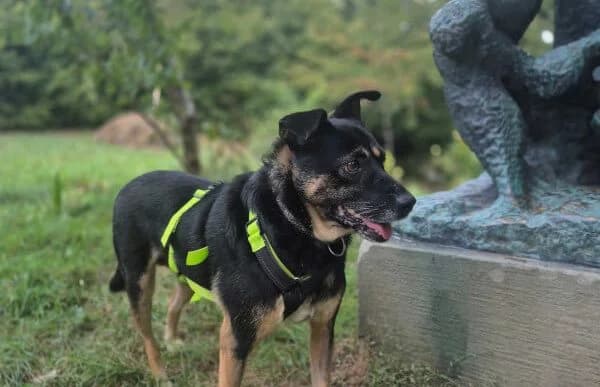 Spike-3, male 5yo Mixed Breed for adoption at Animal Happyend, Animal Happyend