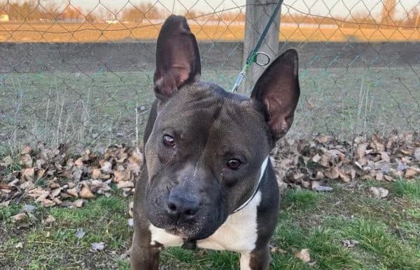 Stella-6, female young mixed breed for adoption at Animal Happyend, Animal Happyend