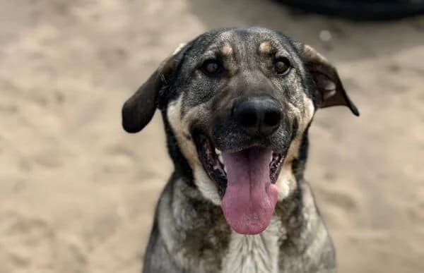 Strolch-2, male 7yo Mixed Breed for adoption at Animal Happyend, Animal Happyend