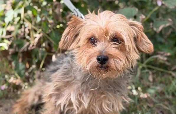 Szörmök, female 7yo Yorkshire Terrier for adoption at Animal Happyend, Animal Happyend