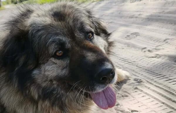 Szava, female senior mixed breed for adoption at Animal Happyend, Animal Happyend