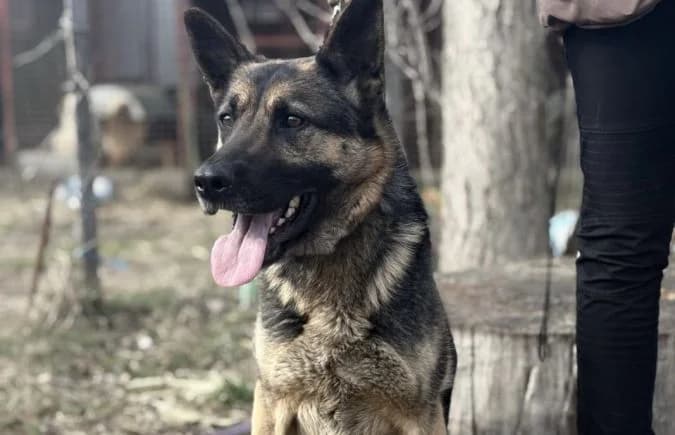 Szebra, female 7yo mixed breed for adoption at Animal Happyend, Animal Happyend