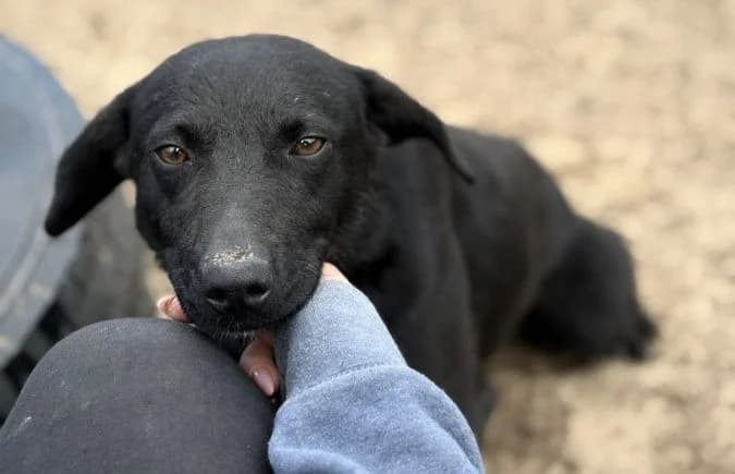 Szurina, female 3yo Mixed Breed for adoption at Animal Happyend, Animal Happyend