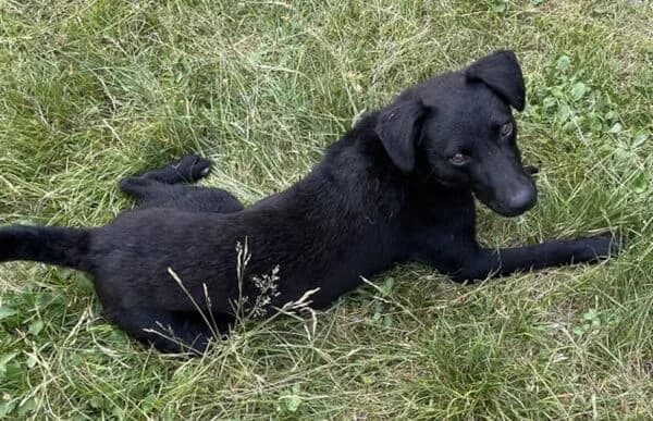 Szurina, female 3yo Mixed Breed for adoption at Animal Happyend, Animal Happyend