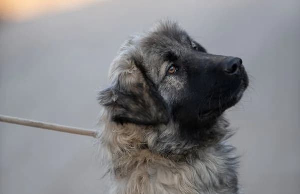 Tilo-2, male young Mixed Breed for adoption at Animal Happyend, Animal Happyend