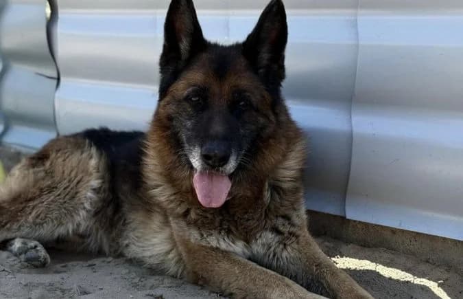 Timo-2, male senior mixed breed for adoption at Animal Happyend, Animal Happyend