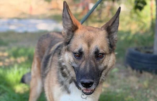 Toni-8, male 7yo mixed breed for adoption at Animal Happyend, Animal Happyend