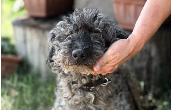 Uzon, male senior Mixed Breed for adoption at Animal Happyend, Animal Happyend