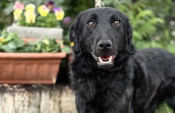Valton, male 4yo Mixed Breed for adoption at Animal Happyend, Animal Happyend