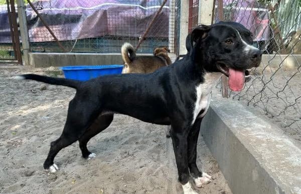 Vicky-2, female young mixed breed for adoption at Animal Happyend, Animal Happyend